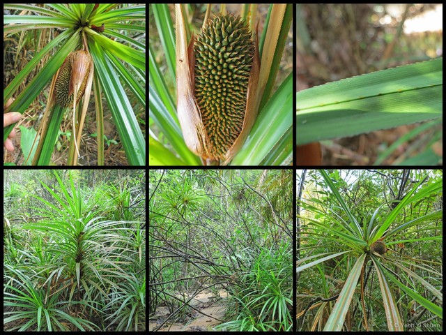 Pandanus yvanii•&copy; Yeoh Yi Shuen•All Rights Reserved