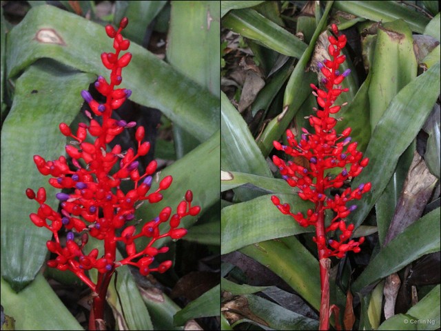 Aechmea (Lamprococcus) fulgens•&copy; Cerlin Ng•All Rights Reserved
