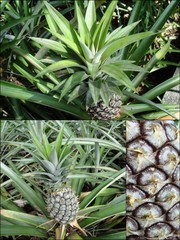 Ananas comosus•&copy; Ong Kwan Han•All Rights Reserved