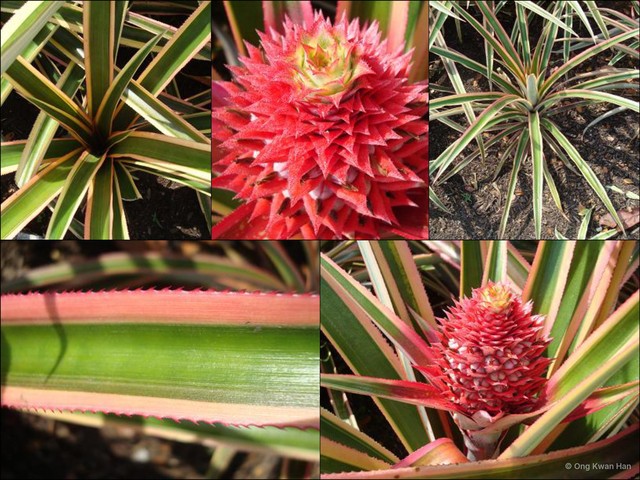 Ananas comosus var. striatus•&copy; Ong Kwan Han•All Rights Reserved