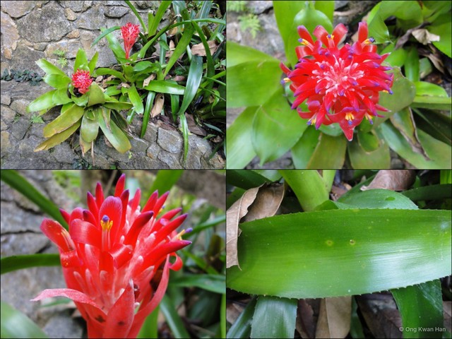 Billbergia pyramidalis•&copy; Ong Kwan Han•All Rights Reserved