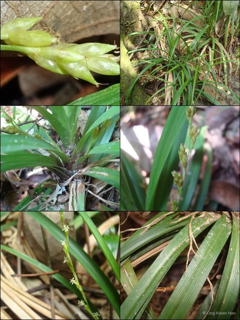 Carex (Carex) cryptostachys•&copy; Ong Kwan Han•All Rights Reserved