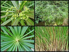 Cyperus alternifolius L.