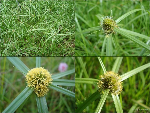 Cyperus aromaticus•&copy; Ong Kwan Han•All Rights Reserved
