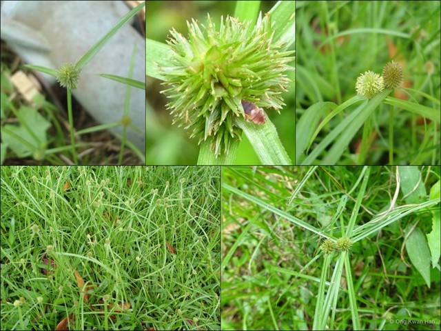 Cyperus brevifolius•&copy; Ong Kwan Han•All Rights Reserved