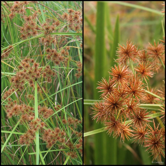 Cyperus compactus•&copy; Cerlin Ng•All Rights Reserved