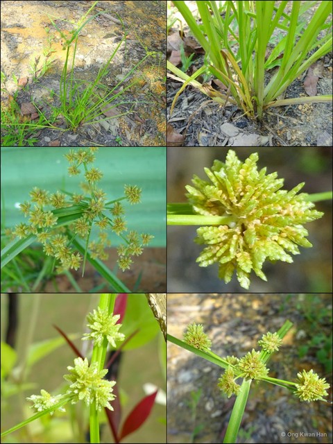 Cyperus difformis•&copy; Ong Kwan Han•All Rights Reserved