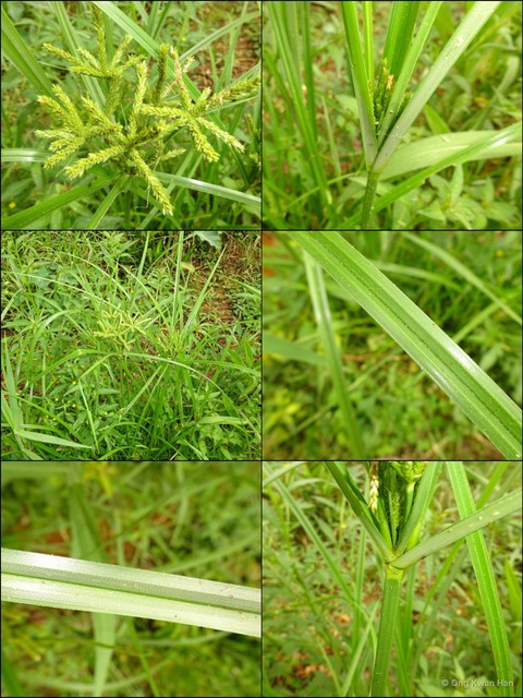 Cyperus imbricatus•&copy; Ong Kwan Han•All Rights Reserved