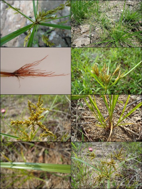 Cyperus iria•&copy; Ong Kwan Han•All Rights Reserved