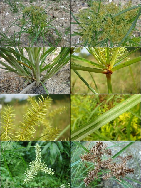 Cyperus javanicus•&copy; Ong Kwan Han•All Rights Reserved