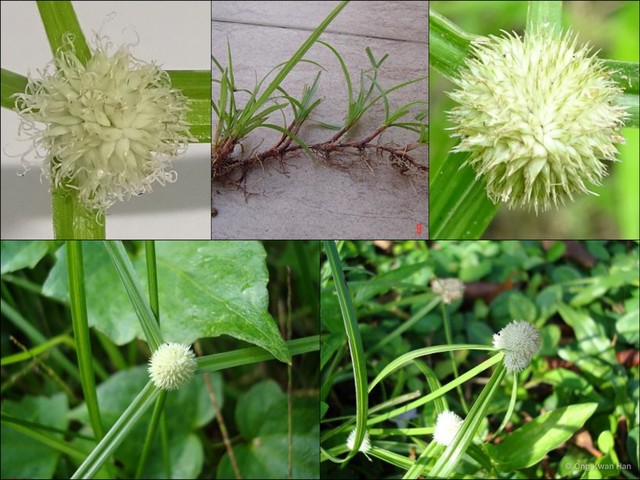 Cyperus mindorensis•&copy; Ong Kwan Han•All Rights Reserved