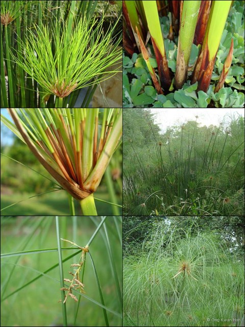 Cyperus papyrus•&copy; Ong Kwan Han•All Rights Reserved
