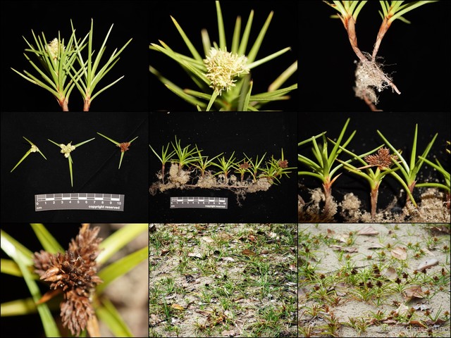 Cyperus pedunculatus•&copy; Reuben Chong Jin Lim•All Rights Reserved