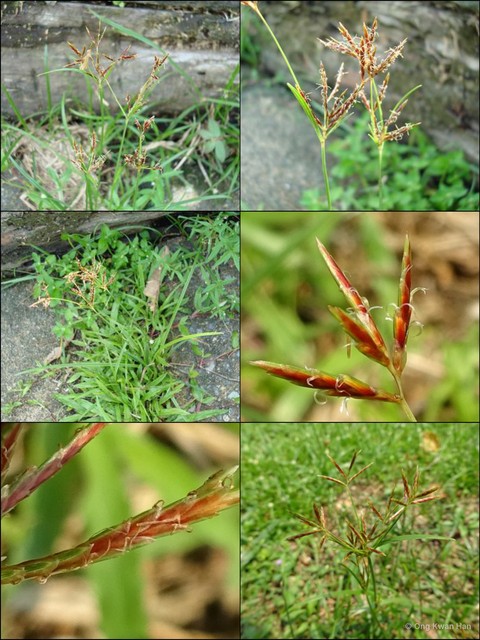 Cyperus rotundus•&copy; Ong Kwan Han•All Rights Reserved