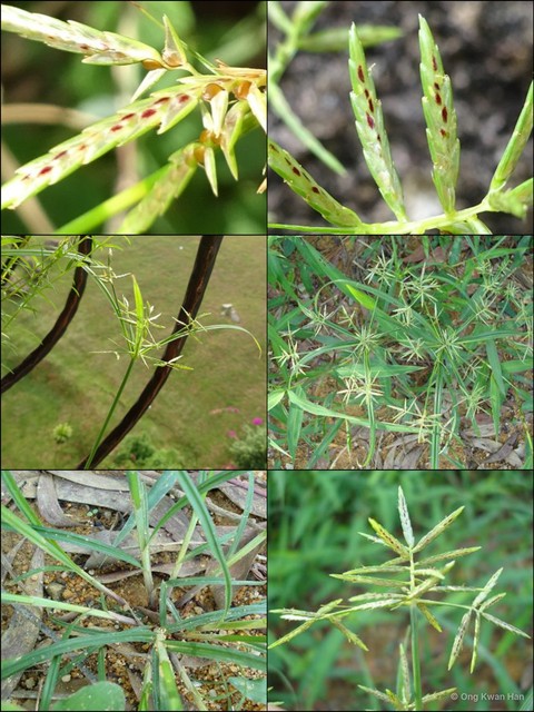 Cyperus sphacelatus•&copy; Ong Kwan Han•All Rights Reserved
