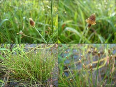 Eleocharis geniculata (L.) Roem. & Schult.