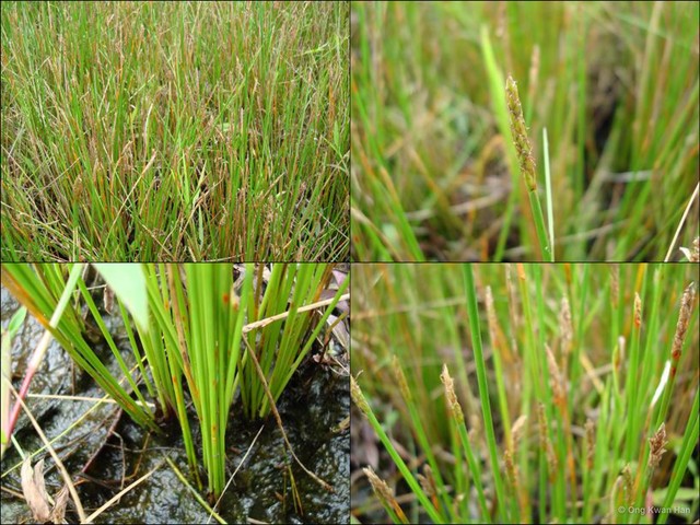 Eleocharis ochrostachys•&copy; Ong Kwan Han•All Rights Reserved