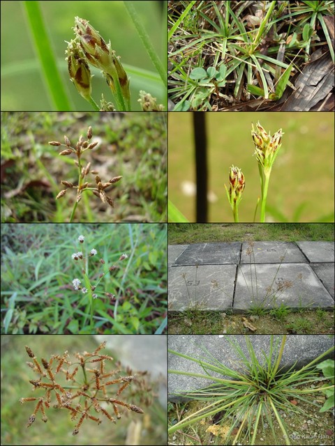 Fimbristylis dichotoma•&copy; Ong Kwan Han•All Rights Reserved