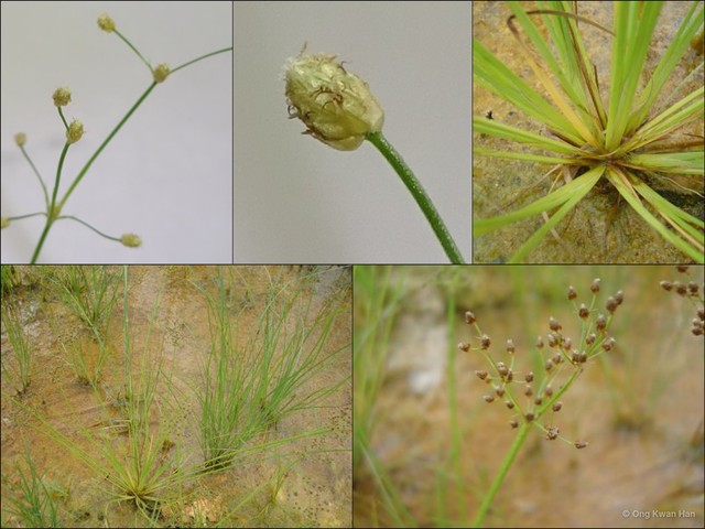 Fimbristylis littoralis•&copy; Ong Kwan Han•All Rights Reserved