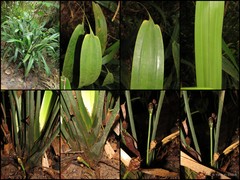 Mapania cuspidata (Miq.) Uittien