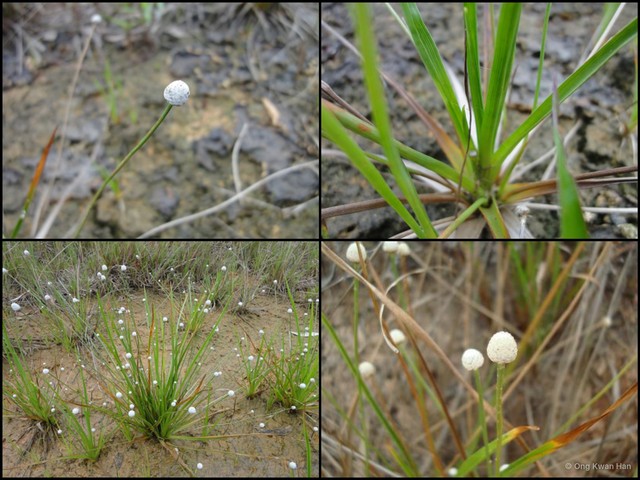 Eriocaulon willdenovianum•&copy; Ong Kwan Han•All Rights Reserved