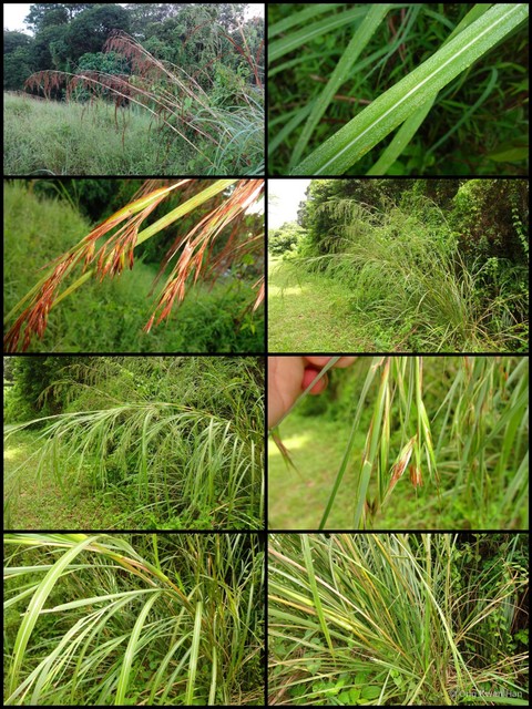 Cymbopogon calcicola•&copy; Ong Kwan Han•All Rights Reserved