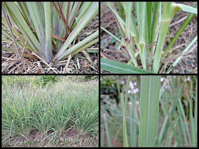 Cymbopogon citratus•&copy; Ong Kwan Han•All Rights Reserved