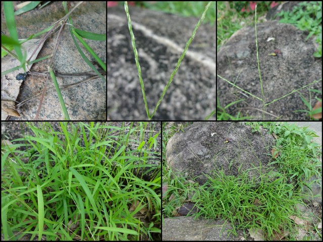 Digitaria bicornis•&copy; Ong Kwan Han•All Rights Reserved