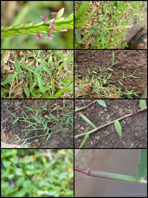 Digitaria didactyla•&copy; Ong Kwan Han•All Rights Reserved