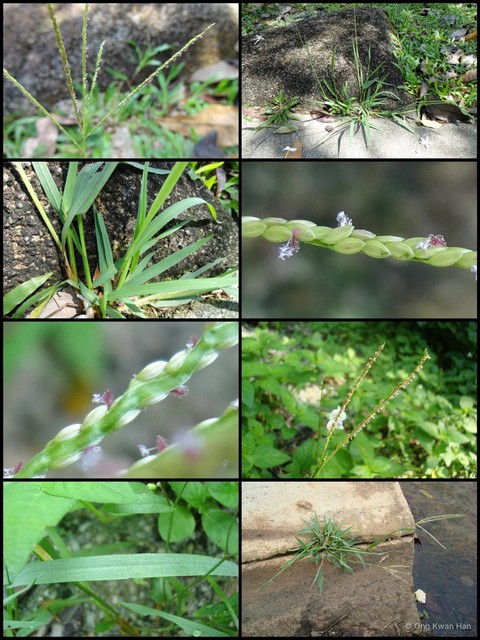 Digitaria longiflora•&copy; Ong Kwan Han•All Rights Reserved