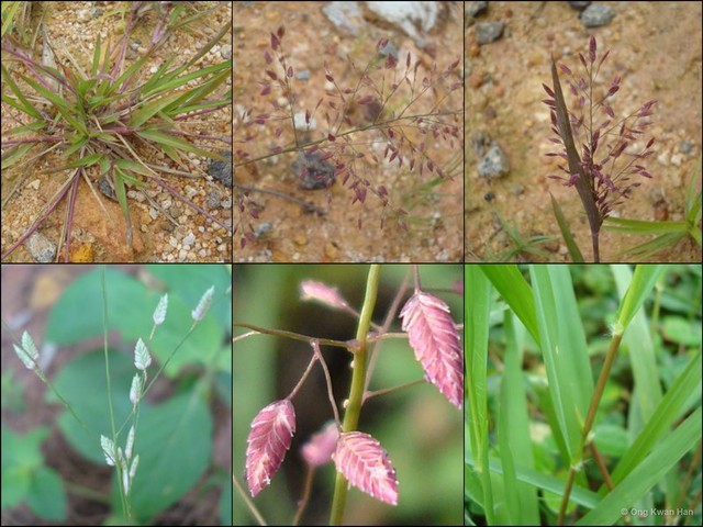 Eragrostis unioloides•&copy; Ong Kwan Han•All Rights Reserved