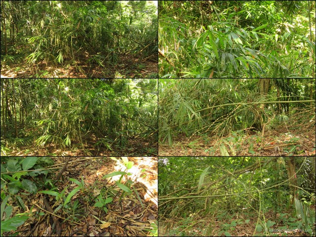 Gigantochloa ligulata•&copy; Reuben Chong Jin Lim•All Rights Reserved