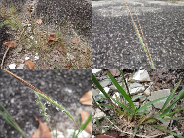 Heteropogon contortus•&copy; Ong Kwan Han•All Rights Reserved
