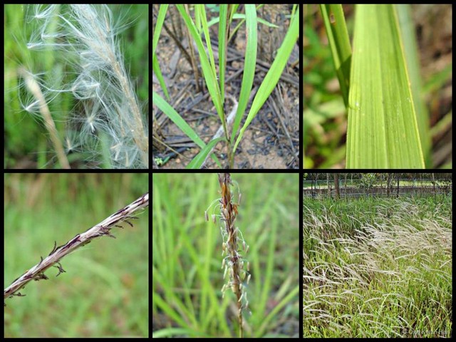 Imperata cylindrica•&copy; Ong Kwan Han•All Rights Reserved