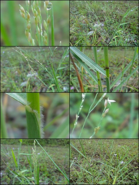 Panicum repens•&copy; Ong Kwan Han•All Rights Reserved