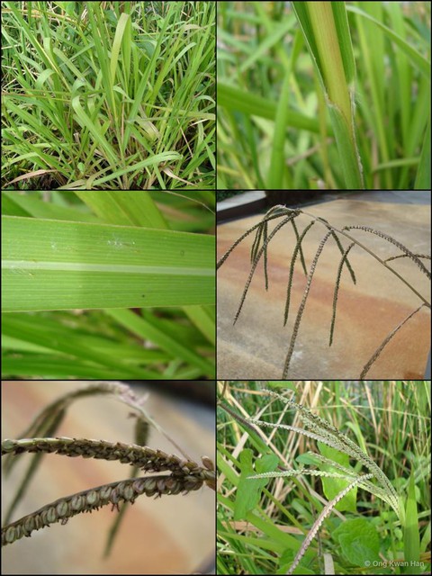 Paspalum scrobiculatum var. bispicatum•&copy; Ong Kwan Han•All Rights Reserved
