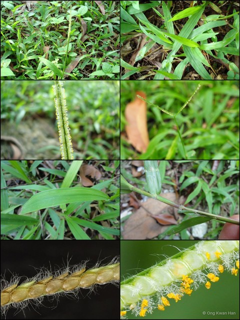 Paspalum conjugatum•&copy; Ong Kwan Han•All Rights Reserved