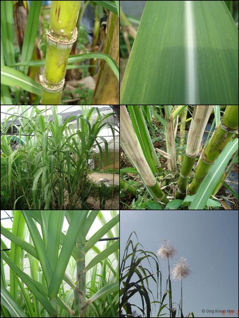 Saccharum officinarum•&copy; Ong Kwan Han•All Rights Reserved