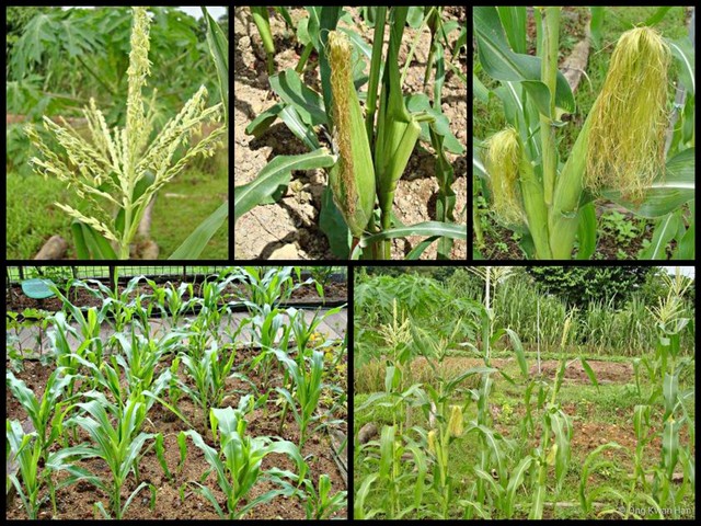 Zea mays•&copy; Ong Kwan Han•All Rights Reserved
