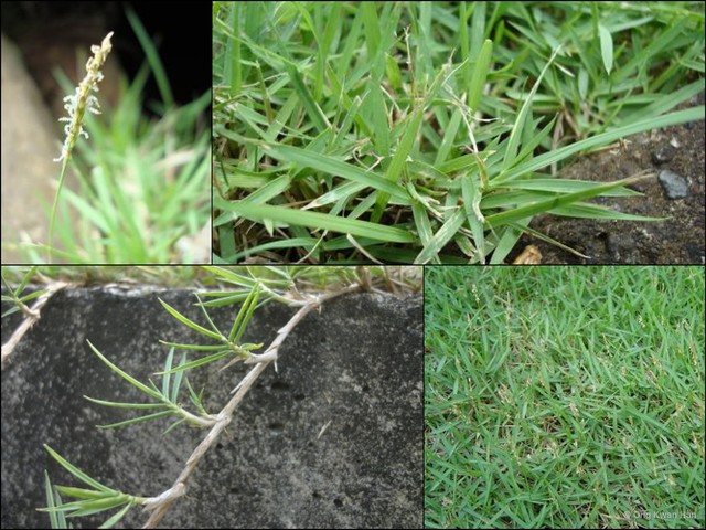 Zoysia japonica•&copy; Ong Kwan Han•All Rights Reserved