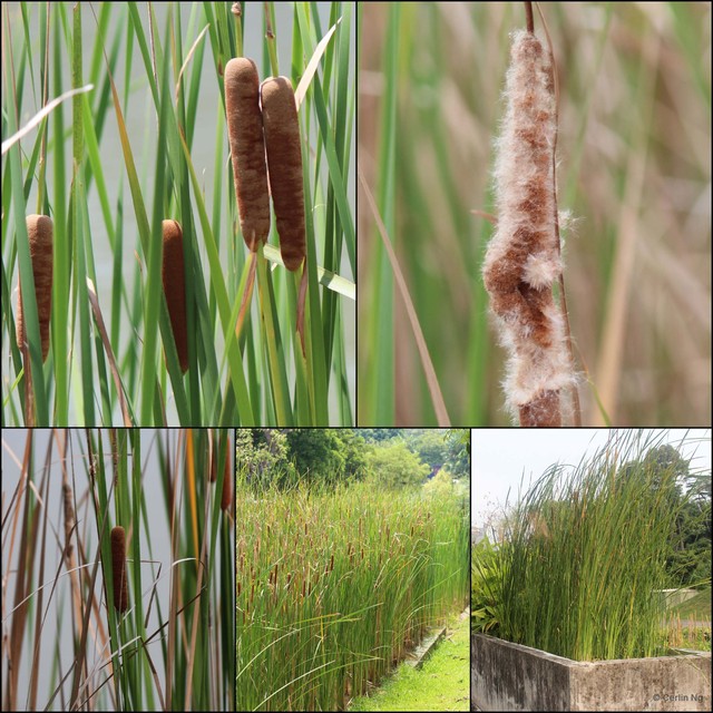 Typha angustifolia•&copy; Cerlin Ng•All Rights Reserved