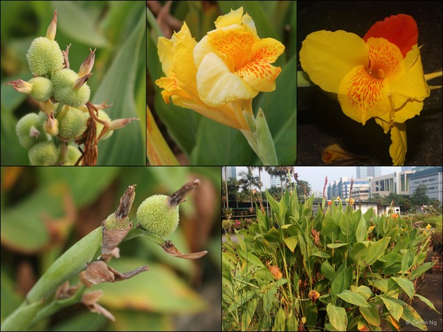 Canna glauca•&copy; Cerlin Ng•All Rights Reserved