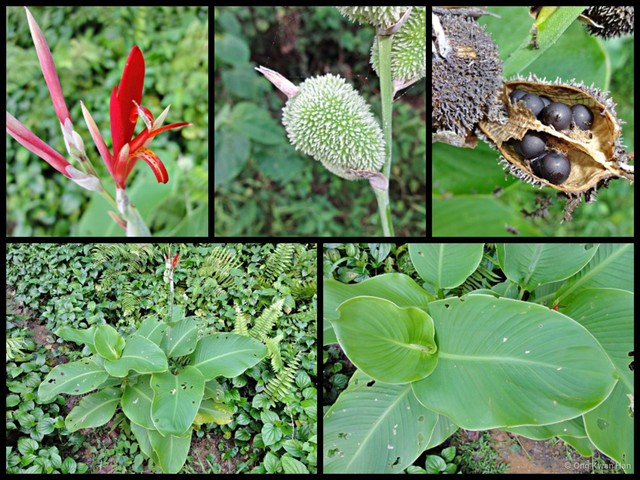 Canna indica•&copy; Ong Kwan Han•All Rights Reserved