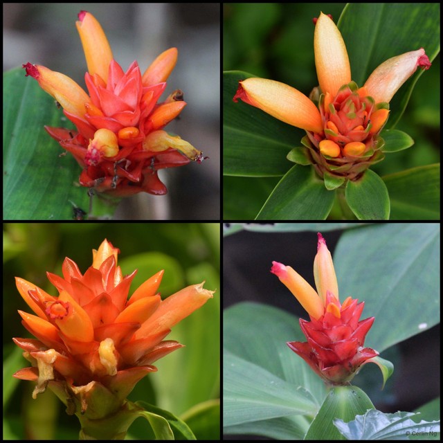Costus curvibracteatus•&copy; Cerlin Ng•All Rights Reserved