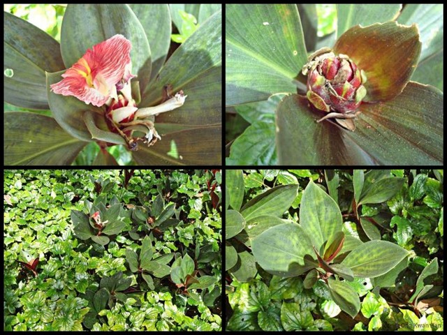 Costus erythrophyllus•&copy; Ong Kwan Han•All Rights Reserved