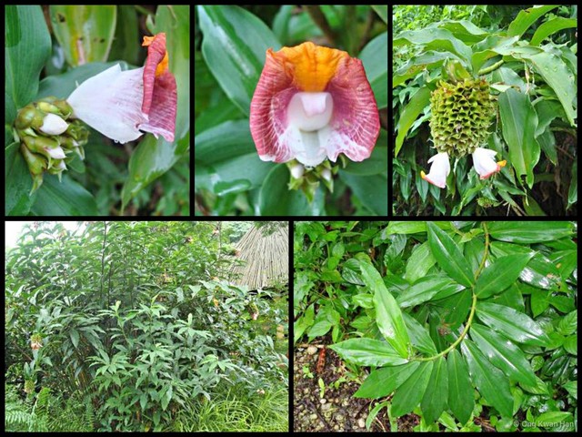 Costus lucanusianus•&copy; Ong Kwan Han•All Rights Reserved
