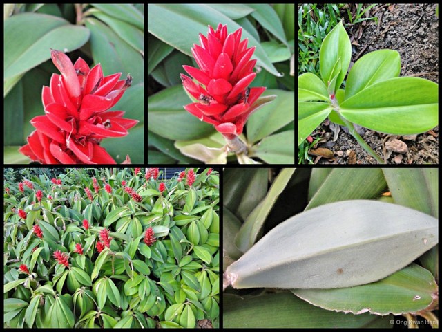 Costus osae•&copy; Ong Kwan Han•All Rights Reserved