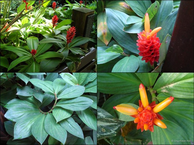 Costus productus•&copy; Ong Kwan Han•All Rights Reserved