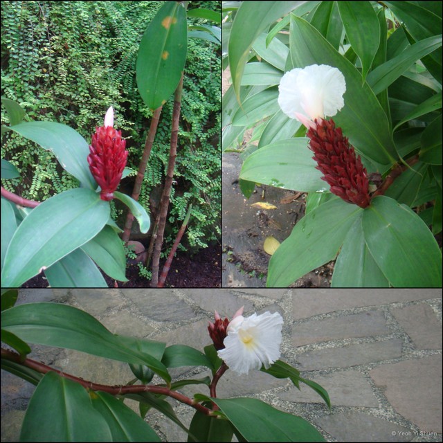Hellenia speciosa•&copy; Yeoh Yi Shuen•All Rights Reserved