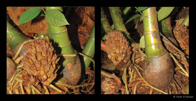 Parahellenia globosa•&copy; Yeoh Yi Shuen•All Rights Reserved